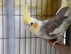 Cockatiel Birds (1 Pair Adult)