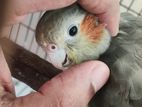 Cockatiel Birds