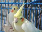 Cockatiel Birds