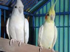 Cockatiel Birds