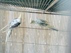 Cockatiel birds