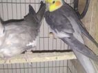 Cockatiel Birds