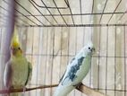 Cockatiel Birds