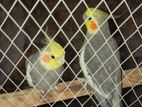 Cockatiel Birds