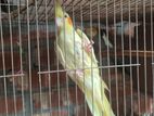 Cockatiel Birds