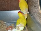 Cockatiel Birds