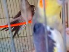 cockatiel birds for sell