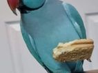 Cockatiel/blue conure/pineapple conure/love bird sell kora hobe
