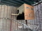 cockatiel breeding box