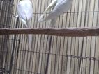 Cockatiel Breeding Male