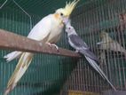 cockatiel breeding pair bikri korbo