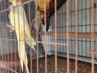 cockatiel breeding pair