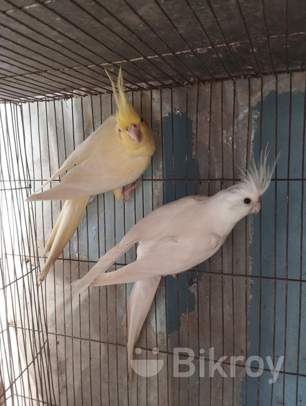 Albino Cockatiel Cockatiel Breeding Pair 24 Cockatiel Mates