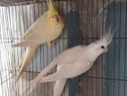 Cockatiel Breeding Pair