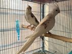 Cockatiel breeding pair