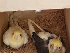 Cockatiel breeding pair