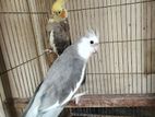 Cockatiel Breeding Pair