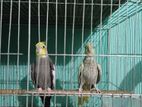 Cockatiel Breeding Pair