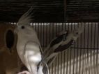 Cockatiel Breeding Pair