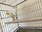 Cockatiel breeding pair