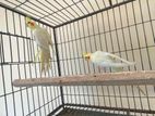 Cockatiel Breeding Pair