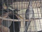 cockatiel breeding pair