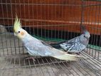 Cockatiel Chinamon Master Pair