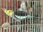 Cockatiel/ cokatel/ কোকাটেল