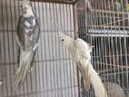 Cockatiel confirm breeding pair is up for sale