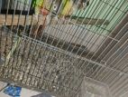 Cockatiel Conure For Sell