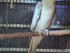 cockatiel fawn female