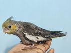 Cockatiel Fawn