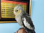 Cockatiel Fawn