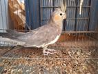 Cockatiel female bird