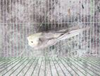 Cockatiel Female Bird for sale