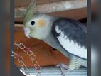 Cockatiel (female)