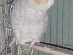 Cockatiel (Female)