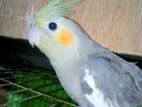 cockatiel (female)