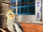 Cockatiel female