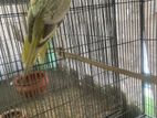 Cockatiel female