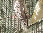 Cockatiel female