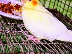 Cockatiel (female)