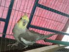 Cockatiel Female