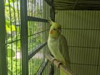 Cockatiel Female