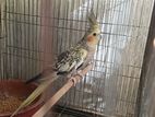 Cockatiel Female
