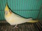 Cockatiel Female