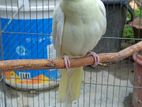 Cockatiel female