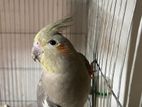 Cockatiel female ( Grey color)