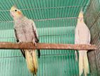 cockatiel female sell hobe