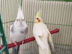 Cockatiel for sell